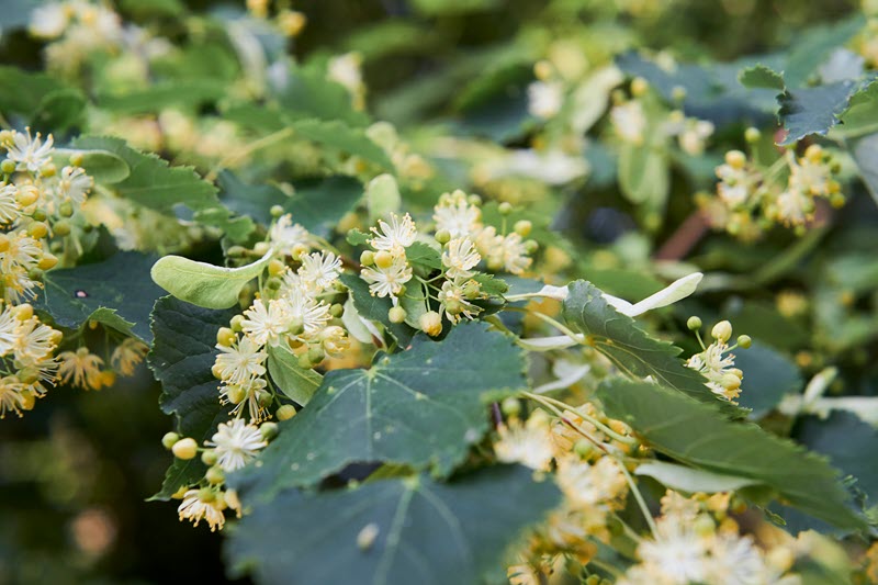 bachs blomsterremedier